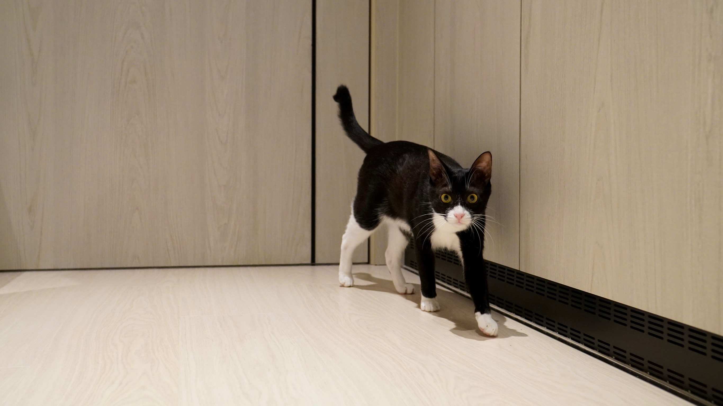 The real black-and-white cat who inspired Cat Run